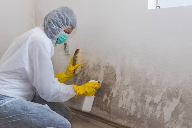 Mold Documentation for Insurance Claims in Grafton, WI