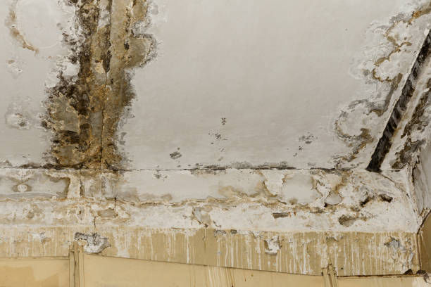 Best Water Damage & Mold Remediation  in Grafton, WI