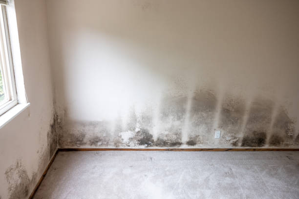 Best Mold Removal for HVAC Installations  in Grafton, WI