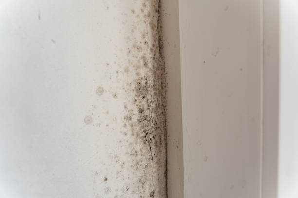 Best Mold Odor Removal Services  in Grafton, WI